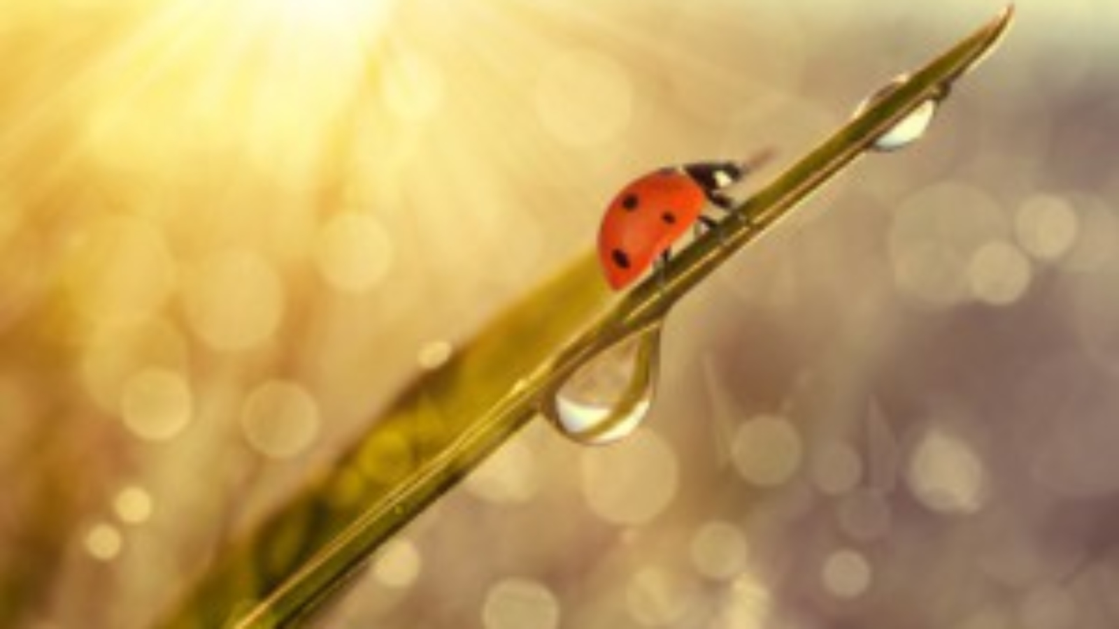 Fotolia_93546260_XS-300x214