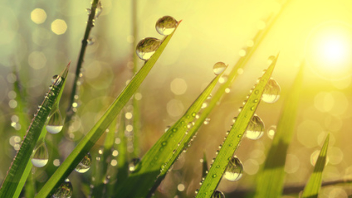 Fresh grass with dew drops at sunrise. Nature Background